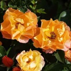 'Palace Fleur' Patio Shrub Rose 6 'Palace Fleur' Patio Shrub Rose -Arbor Sapling Sales 01 086 Fleur PALACE mit Biene