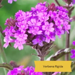 Top Tall Perennials | Plants For Height And Structure -Arbor Sapling Sales 10 1d634c01 3471 4932 823e f7753098c26b