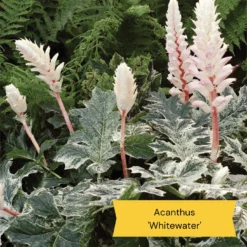 Best Ground Cover Plants | A Carpet Of Flowers -Arbor Sapling Sales 10 837755c8 afe5 4c31 bbd4 99fa79b99573