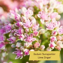 Best Ground Cover Plants | A Carpet Of Flowers -Arbor Sapling Sales 11 9c709cd7 e431 4793 a85a 286244c8f554