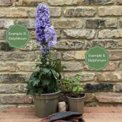 Delphinium 'Highlander Moonlight' -Arbor Sapling Sales 11 cc65441a 129b 40eb ba6a 968024526b44