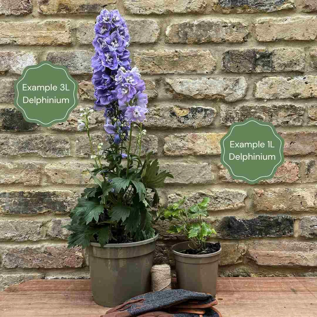 Delphinium 'Highlander Crystal Delight' 3 Delphinium 'Highlander Crystal Delight' - Image 3