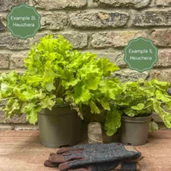 Heuchera 'Indian Summer Cranberry' -Arbor Sapling Sales 12 e6c8566c 7cb8 4043 9489 2f2c418039dc