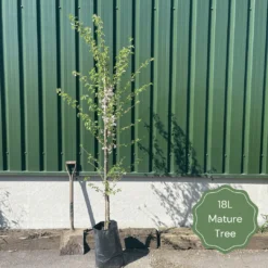 Single Stem Tibetan Cherry Tree | Prunus Serrula 11 Single Stem Tibetan Cherry Tree | Prunus Serrula -Arbor Sapling Sales 18LMatureTree 1 283c1b56 1155 4506 b1f3 09007d45de82