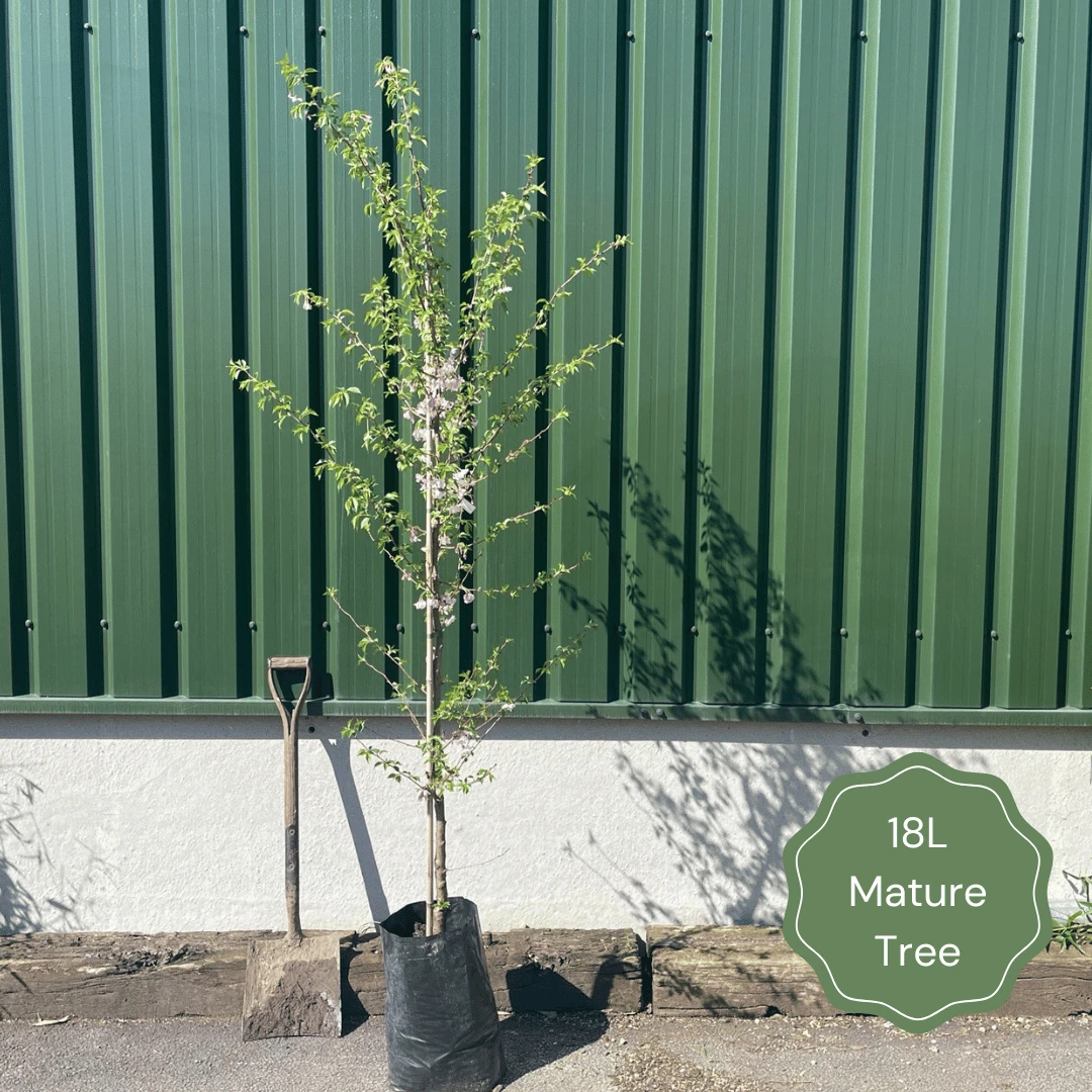 Single Stem Tibetan Cherry Tree | Prunus Serrula 6 Single Stem Tibetan Cherry Tree | Prunus Serrula - Image 6