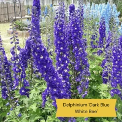 Top Tall Perennials | Plants For Height And Structure -Arbor Sapling Sales 1 1f2c63ee 664d 43ad b58a 412f92c2ecda