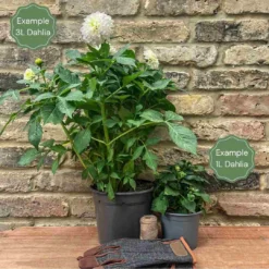 Arbor Sapling Sales -Arbor Sapling Sales 1 3f9d4aaf 2386 4ba7 87f3 75d031890fc0