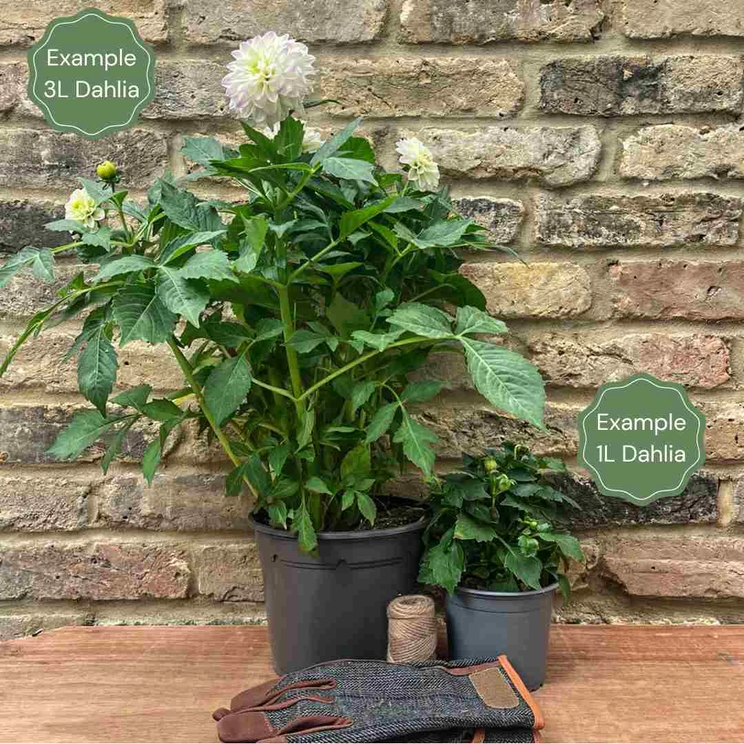 Dahlia Otto's Thrill 2 Dahlia Otto's Thrill - Image 2