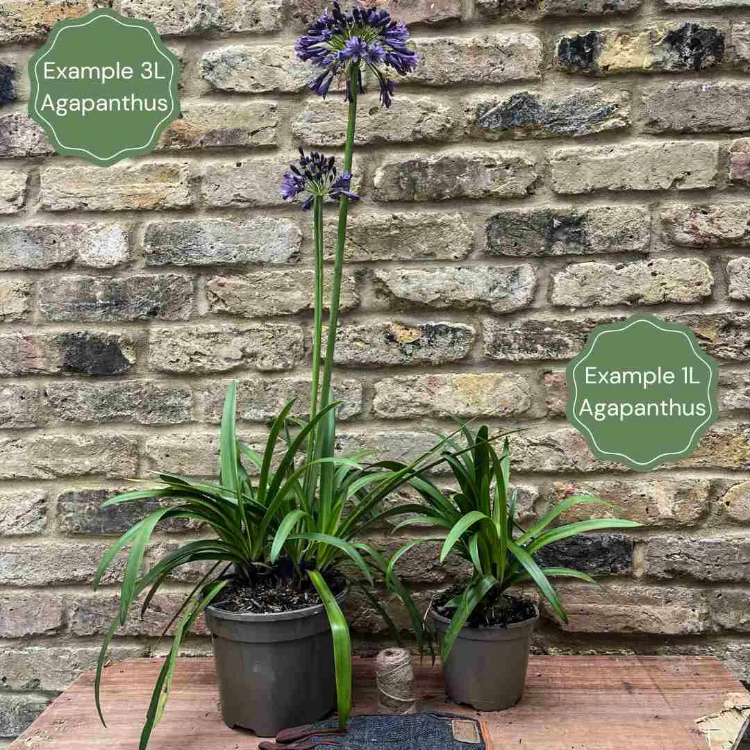 Agapanthus 'Stardust' | 3L 2 Agapanthus 'Stardust' | 3L - Image 2