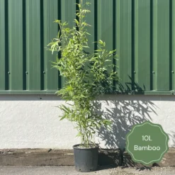 Black Bamboo | Phyllostachys Nigra -Arbor Sapling Sales 2 5a5eeae2 145f 4945 a4e5 5bed521b1531
