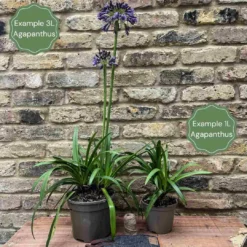 Stately Agapanthus Collection -Arbor Sapling Sales 2 a2c2a3ea 0d21 4b97 a6c4 8ee7686551ac