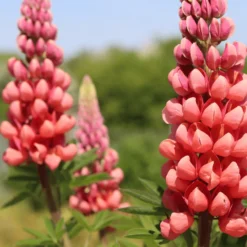 Lupin West Country Tequila Flame 7 Lupin West Country Tequila Flame -Arbor Sapling Sales 31