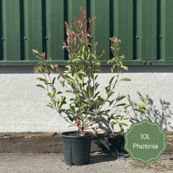 Photinia 'Red Robin' -Arbor Sapling Sales 3 b7201c58 b4ae 4adc b36d 73d905e78876