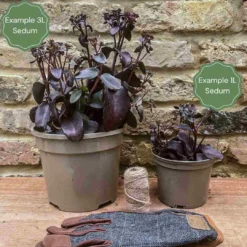 Sedum 'Sunsparkler Lime Zinger' 6 Sedum 'Sunsparkler Lime Zinger' -Arbor Sapling Sales 3 bd97e1b8 c0f0 45e7 9db1 c78957035d07