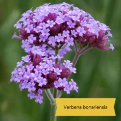 Best Tall Flowers | Perennials For Colour And Height -Arbor Sapling Sales 3 d0d2a7b5 418d 4a62 9dc1 c70de579fdba