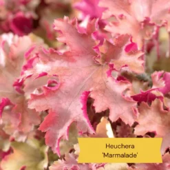 The All Year Round Heuchera Collection -Arbor Sapling Sales 4 b61acf56 aa11 4ab4 85c2 3da2b41a4837
