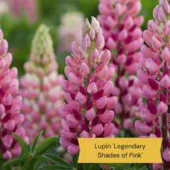 Top Tall Perennials | Plants For Height And Structure -Arbor Sapling Sales 4 ce6d9434 cc3c 4557 b729 602a123e514f