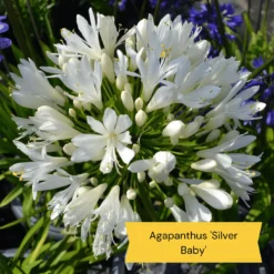 Top Tall Perennials | Plants For Height And Structure -Arbor Sapling Sales 5 485e8806 0f1c 43a6 ba75 0fe8eeab04b9