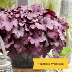 The All Year Round Heuchera Collection -Arbor Sapling Sales 5 bd1b4245 f88b 42dd 9c4a e35a37bbf088