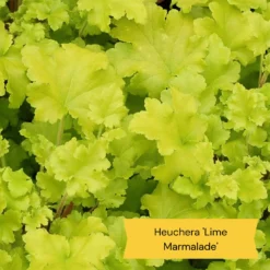 Best Ground Cover Plants | A Carpet Of Flowers -Arbor Sapling Sales 6 86769194 3fb4 4162 be91 0e845dfa7f3e