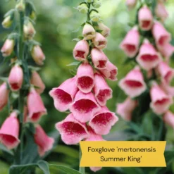 Best Tall Flowers | Perennials For Colour And Height -Arbor Sapling Sales 8 15a7472e ebb1 4d61 b921 20fc084db2ad
