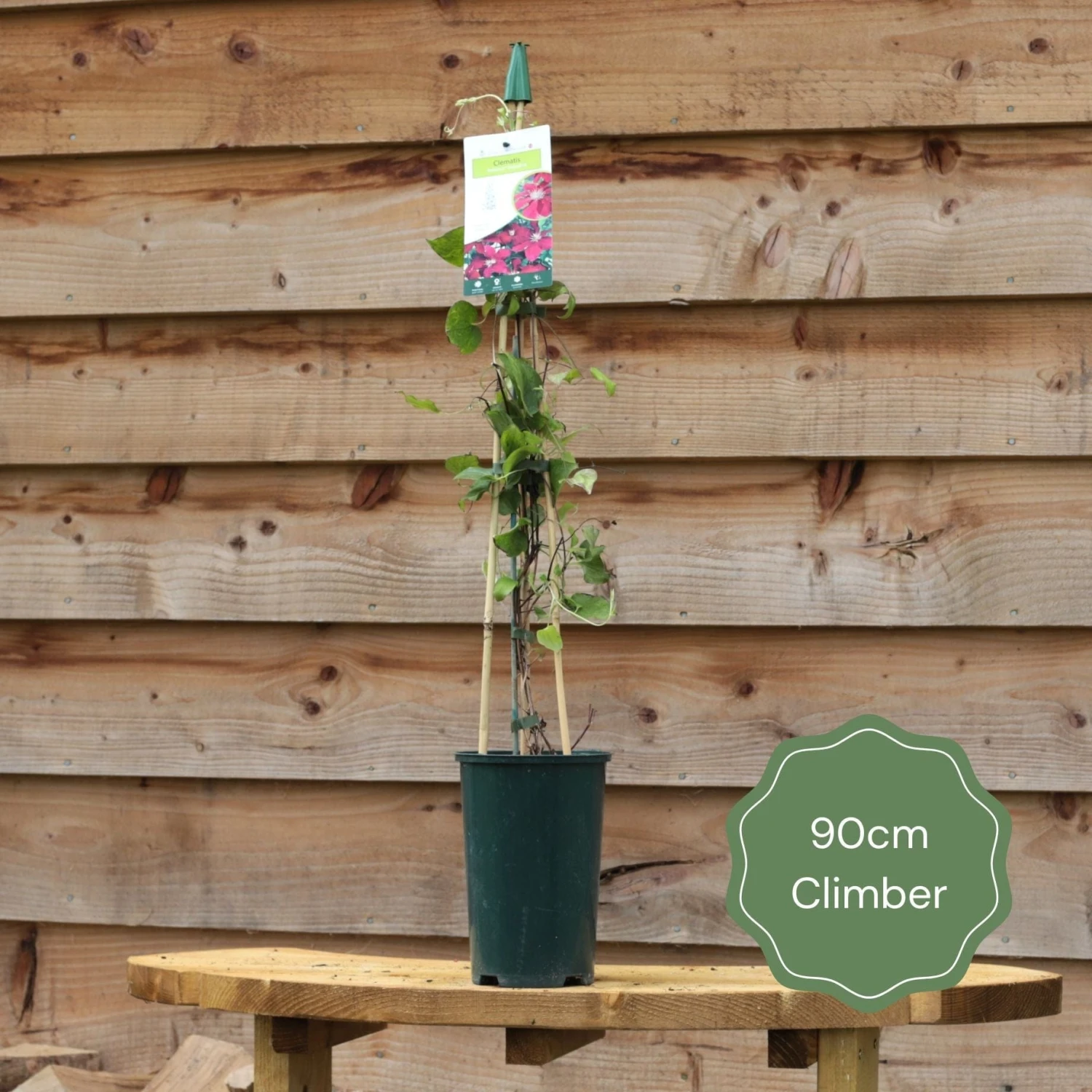 'Rosa Banksiae 'Lutea' | Rambling Rose 3 'Rosa Banksiae 'Lutea' | Rambling Rose - Image 3