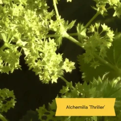 Best Ground Cover Plants | A Carpet Of Flowers -Arbor Sapling Sales 9 8dafed11 8be0 4fd6 9703 440d32544ae9