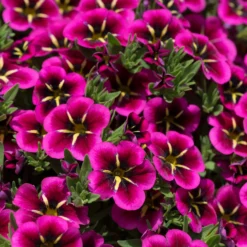 12 Annuals For Hanging Baskets | The Dark Side Of The Moon Collection | Calibrachoa, Petunia & Dahlia 11 12 Annuals For Hanging Baskets | The Dark Side Of The Moon Collection | Calibrachoa, Petunia & Dahlia -Arbor Sapling Sales AB0111 2 54af6409 6655 47aa aaac 99becddd428e