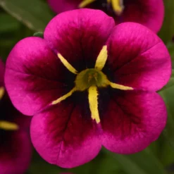 12 Annuals For Hanging Baskets | The Dark Side Of The Moon Collection | Calibrachoa, Petunia & Dahlia 10 12 Annuals For Hanging Baskets | The Dark Side Of The Moon Collection | Calibrachoa, Petunia & Dahlia -Arbor Sapling Sales AB0111 5 e03dc071 f4fe 45b7 8763 f797d6ef1afb