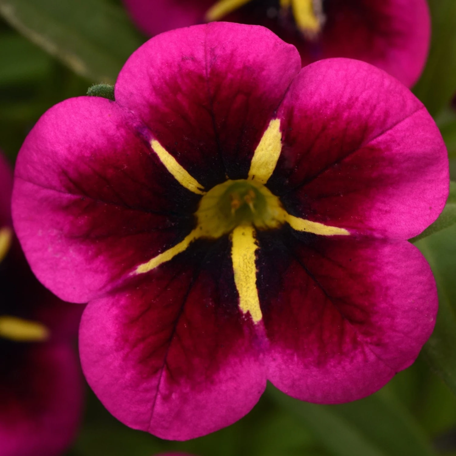 12 Annuals For Hanging Baskets | The Dark Side Of The Moon Collection | Calibrachoa, Petunia & Dahlia 4 12 Annuals For Hanging Baskets | The Dark Side Of The Moon Collection | Calibrachoa, Petunia & Dahlia - Image 4