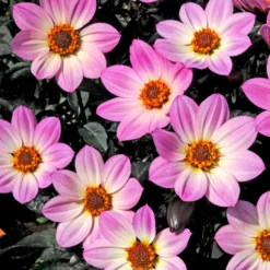 Dahlia 'Happy Days Pink' Jumbo Plug Plants