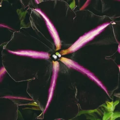 12 Annuals For Hanging Baskets | The Dark Side Of The Moon Collection | Calibrachoa, Petunia & Dahlia 12 12 Annuals For Hanging Baskets | The Dark Side Of The Moon Collection | Calibrachoa, Petunia & Dahlia -Arbor Sapling Sales AB0137 4 cc5c2062 f44f 4f8e 985c 94b970dbd480
