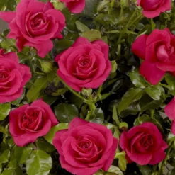 'Castle Avila' Patio Shrub Rose