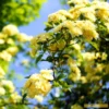 'Rosa Banksiae 'Lutea' | Rambling Rose
