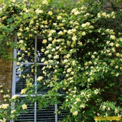 'Rosa Banksiae 'Lutea' | Rambling Rose 9 'Rosa Banksiae 'Lutea' | Rambling Rose -Arbor Sapling Sales Bank 3