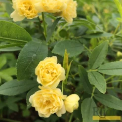'Rosa Banksiae 'Lutea' | Rambling Rose 10 'Rosa Banksiae 'Lutea' | Rambling Rose -Arbor Sapling Sales Bank 4