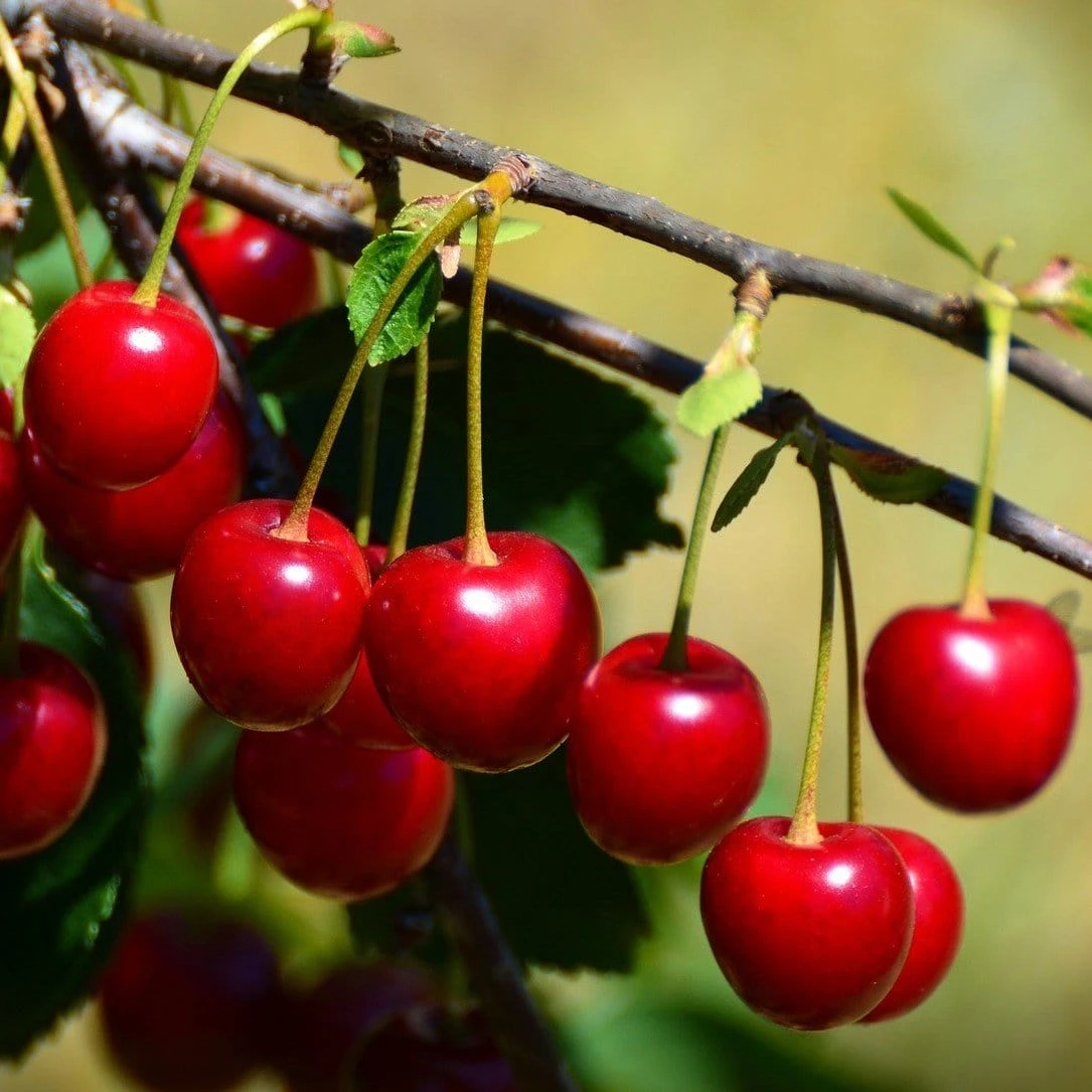 'Burlat' Cherry Tree 1 'Burlat' Cherry Tree