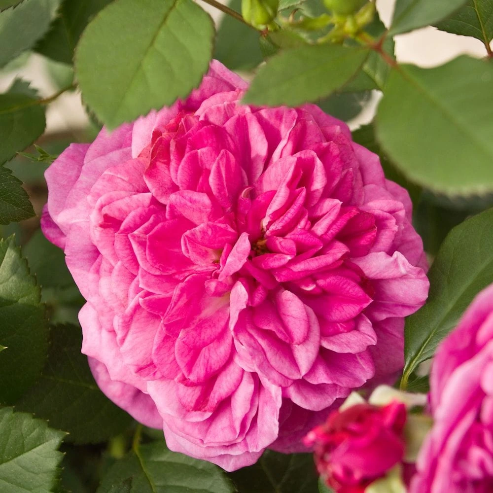 'Patio Hit Dafne' Patio Shrub Rose 1 'Patio Hit Dafne' Patio Shrub Rose