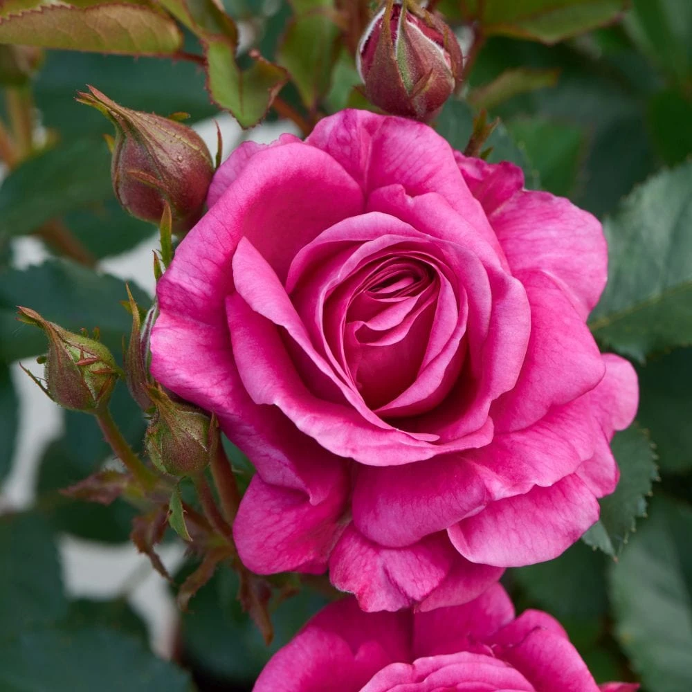'Patio Hit Dafne' Patio Shrub Rose 2 'Patio Hit Dafne' Patio Shrub Rose - Image 2