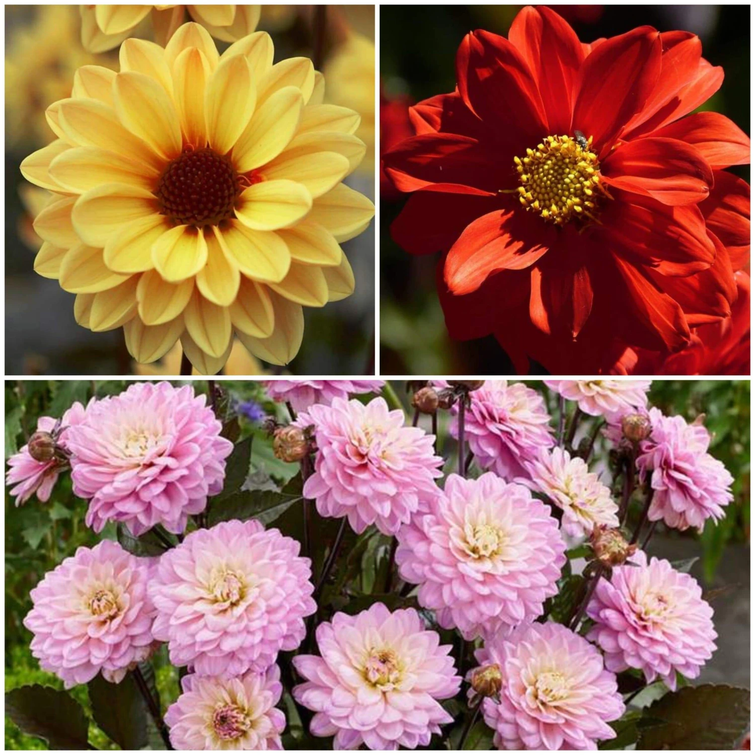 Dahlia Temptation Collection 1 Dahlia Temptation Collection