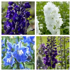 Delphinium Camelot Collection