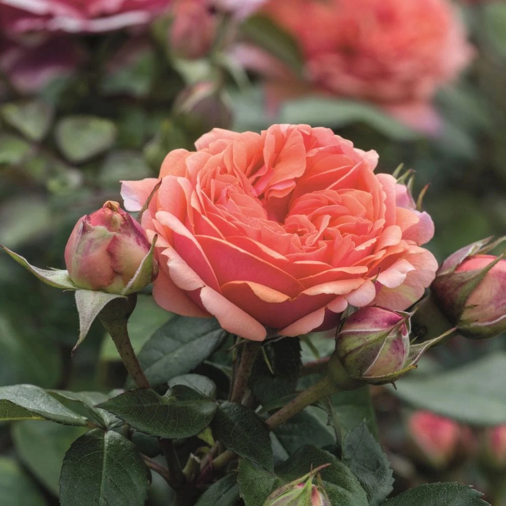 'Duchess Of Cornwall' Hybrid Tea Rose 2 'Duchess Of Cornwall' Hybrid Tea Rose - Image 2