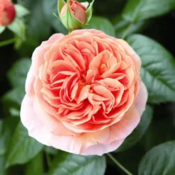 'Duchess Of Cornwall' Hybrid Tea Rose 7 'Duchess Of Cornwall' Hybrid Tea Rose -Arbor Sapling Sales Duchess of Cornwall 3
