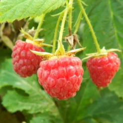 Polka Raspberry Plants
