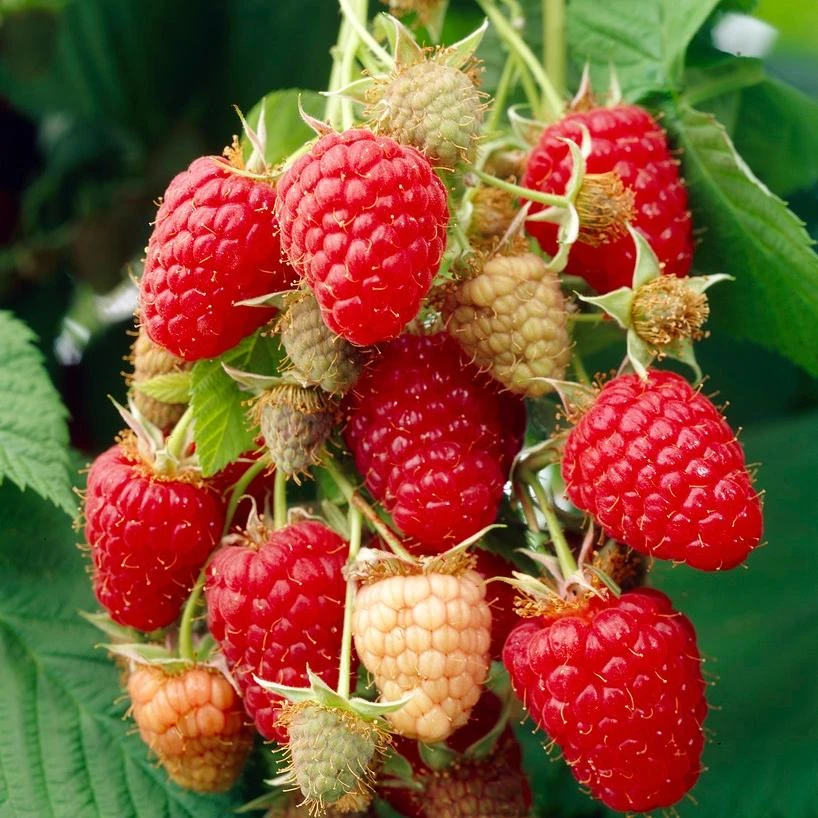 Glen Prosen Raspberry Plants 1 Glen Prosen Raspberry Plants