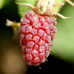 Thornless Loganberry Plant -Arbor Sapling Sales FRU0051 1