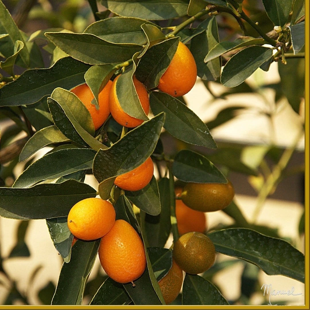 Kumquat Tree | Grafted Mini-Stem 1 Kumquat Tree | Grafted Mini-Stem
