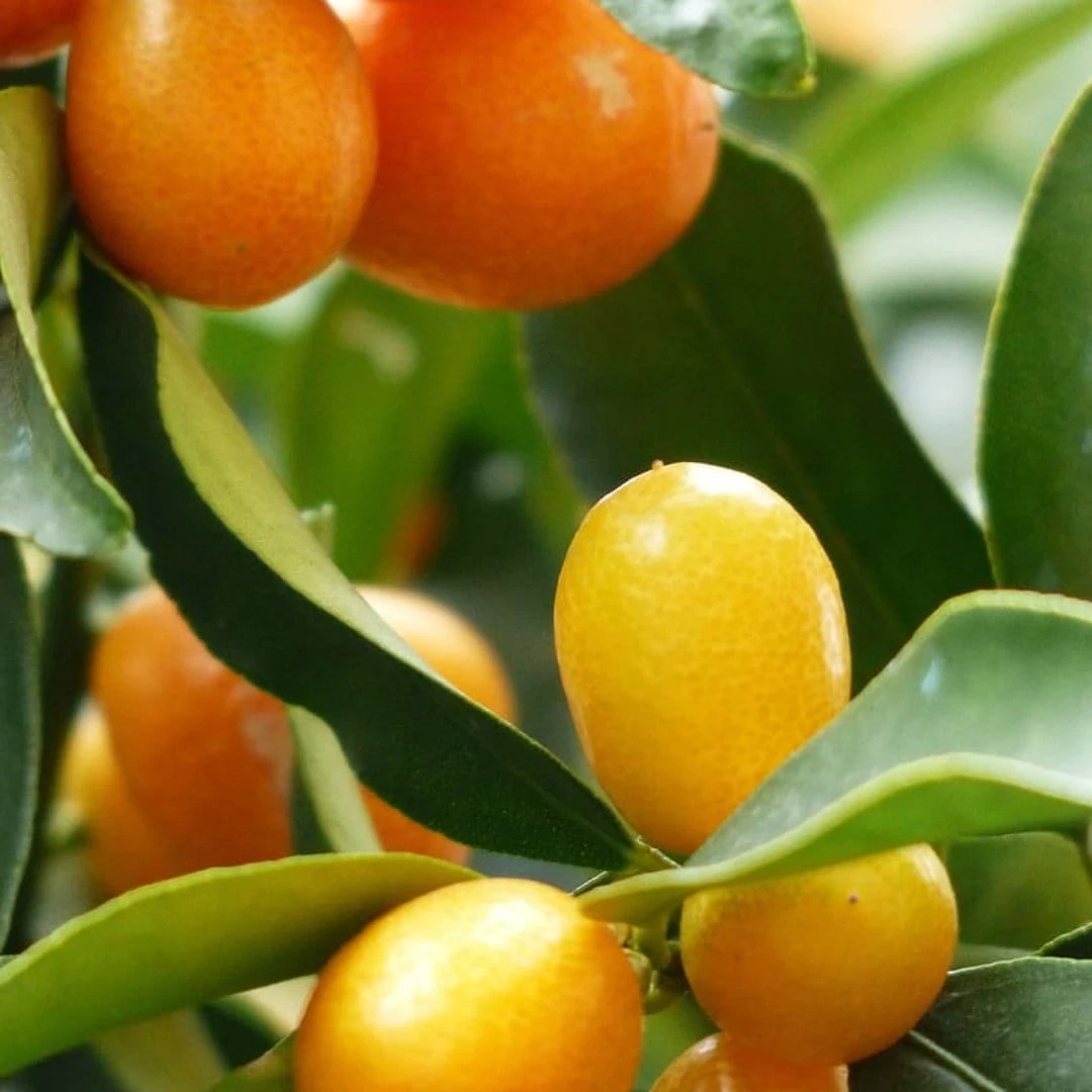 Kumquat Tree | Grafted Mini-Stem 2 Kumquat Tree | Grafted Mini-Stem - Image 2