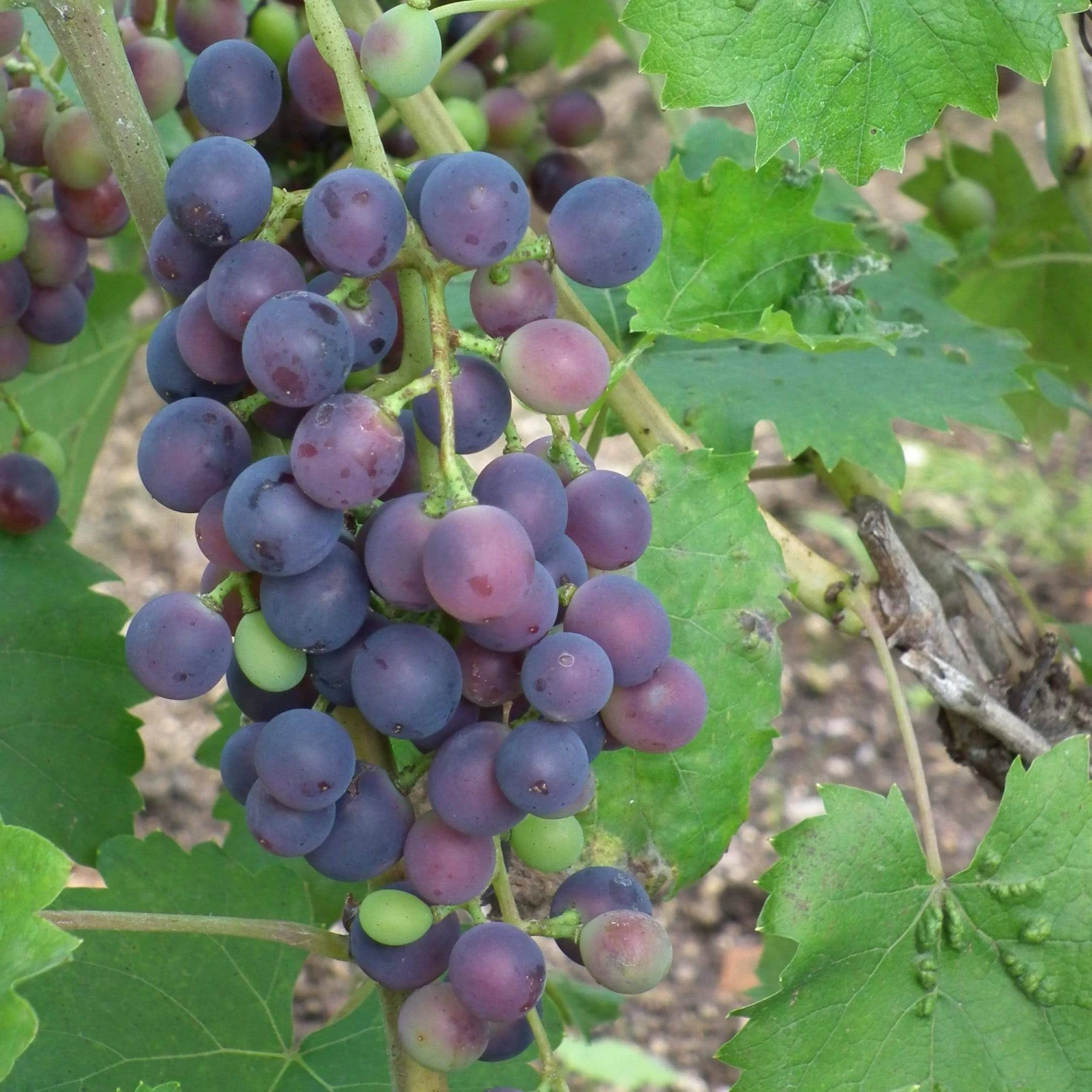 'Muscat Blue' Grape Vine 1 'Muscat Blue' Grape Vine