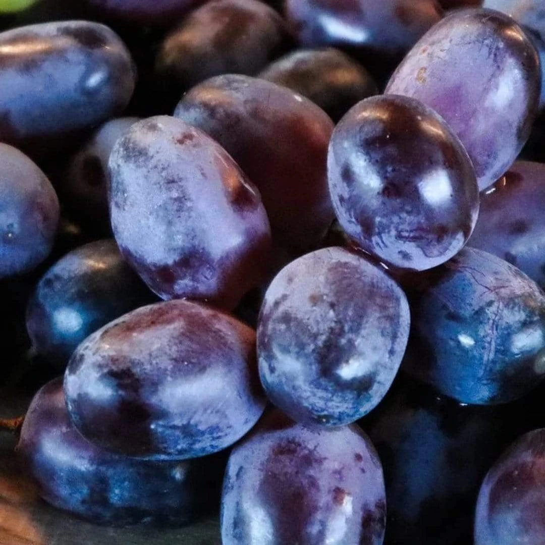 'Muscat Blue' Grape Vine 2 'Muscat Blue' Grape Vine - Image 2